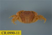 藏品(平背蜞)的圖片